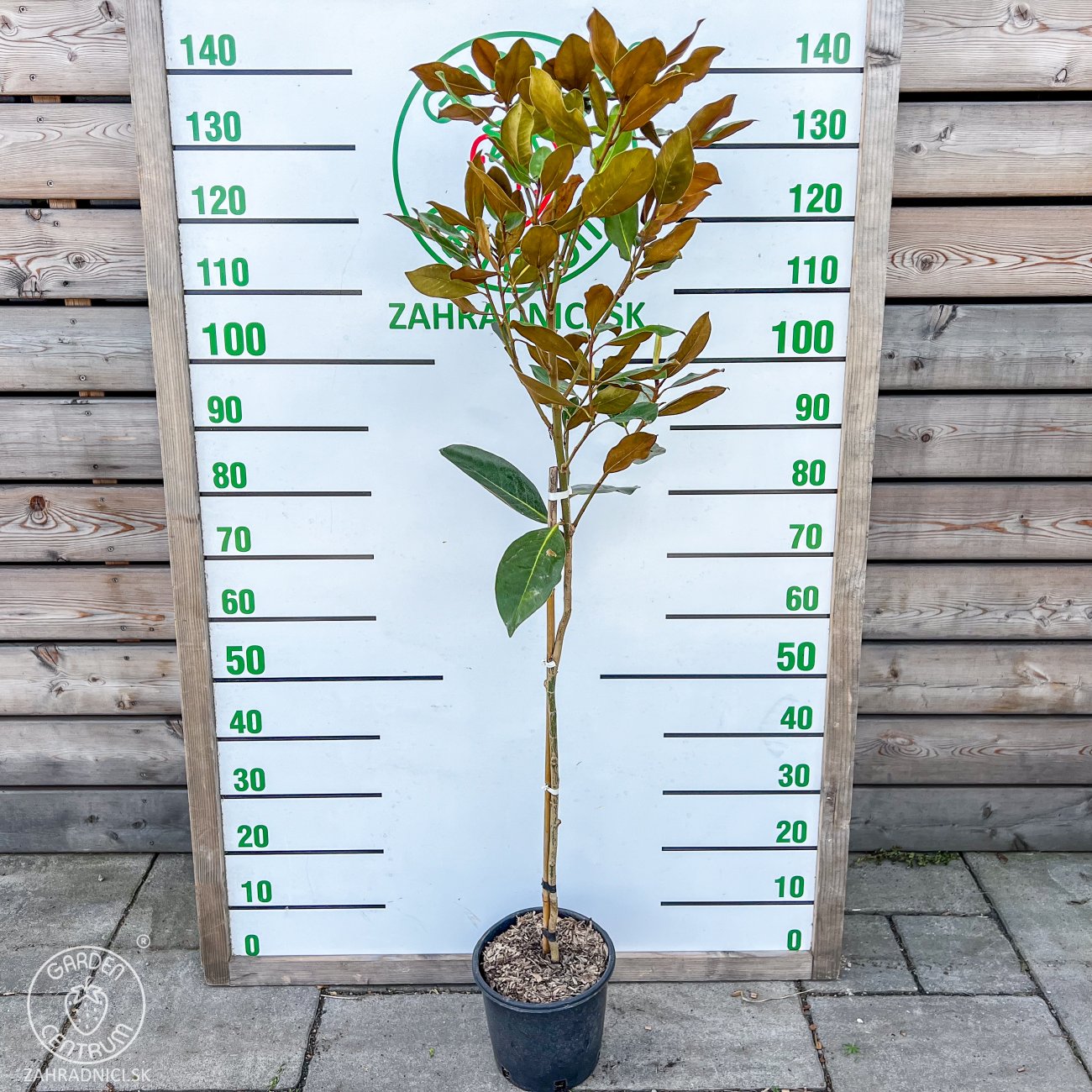 Obrázok Magnólia veľkokvetá (Magnolia grandiflora) ´LITTLE GEM´ - výška 150-160 cm, kont. C3L (-21°C) NA KMIENKU